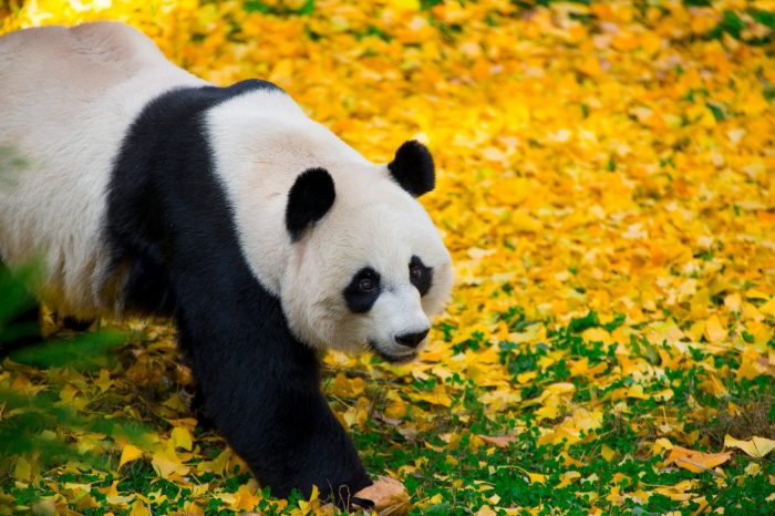 Beijing Zoo & Lama Temple & Panda House & Hutong Tour