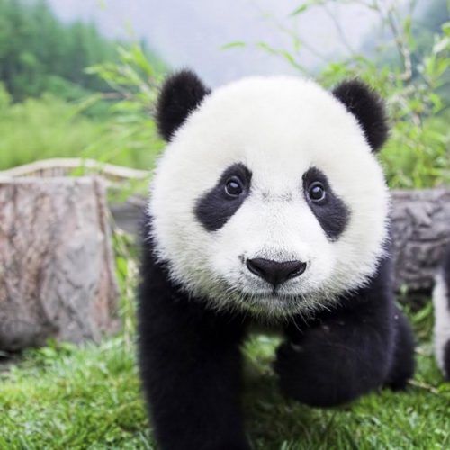 Cute Panda